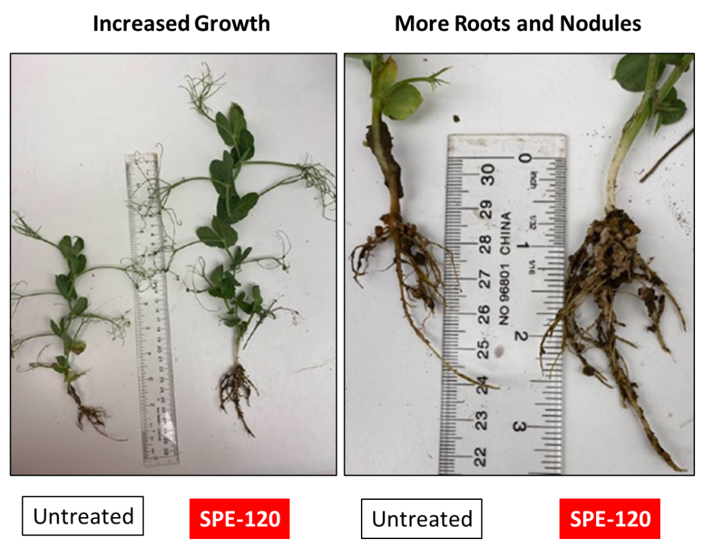 SPE-120 greatly increases the number of nitrogen-fixing root nodules.